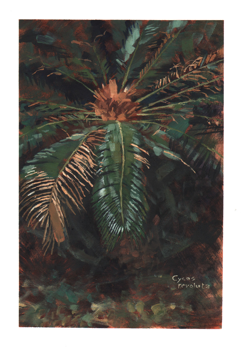 cycas_revoluta1