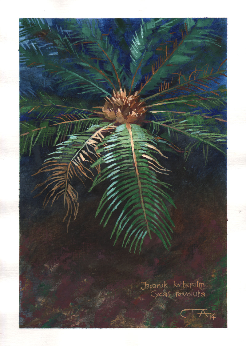cycas_revoluta2